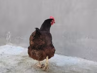 Chickens — 照片 3
