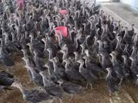Turkeys — foto 2