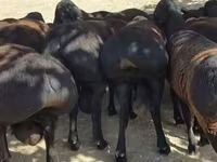 كبش, Baerchuke sheep — الصورة 3