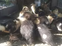 Ducks — फ़ोटो 1
