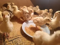 Turkeys — الصورة 4