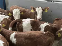 Rinder (Partie, Geschlecht nicht angegeben), Russian Black pied cattle — Foto 5