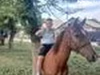 Caballo, Caballos — foto 8
