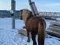 Айғыр, Yakutian horse — 4-сурет