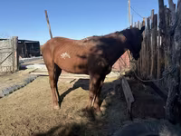 母马, Horses — 照片 6