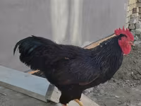 Chickens — 照片 1