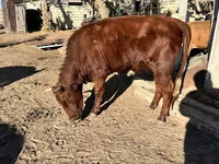 Vaca, Russian Black pied cattle — foto 2