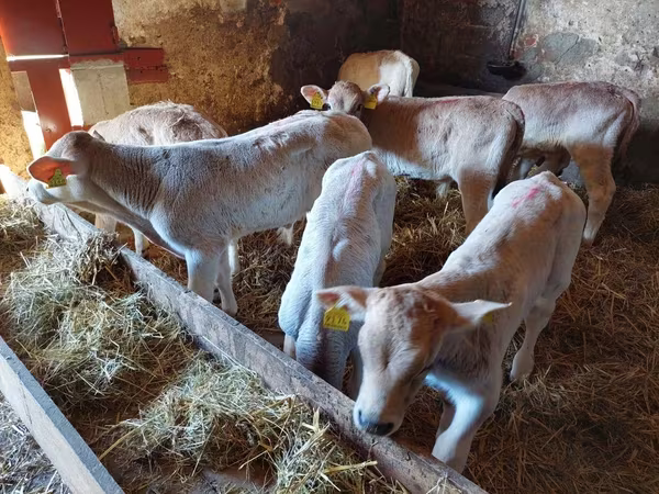Bulle, Simmental cattle