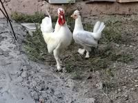 Chickens — Foto 3