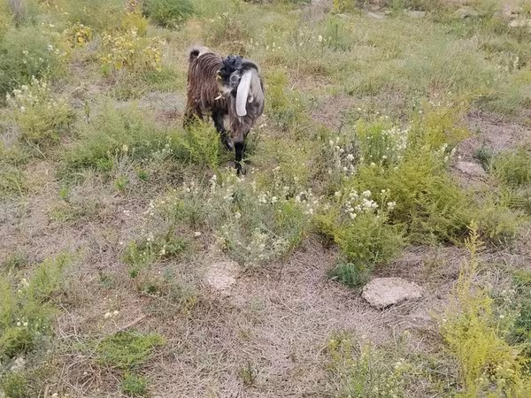 Cabras (lote, sexo no especificado), Cabras
