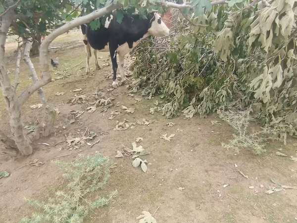 Kuh, Simmental cattle