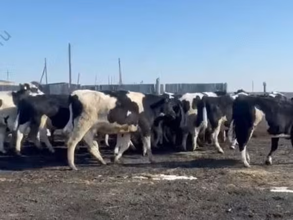 Kuh, Holstein-Rasse
