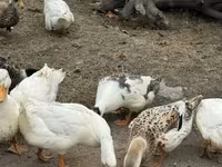 American Pekin — Foto 3