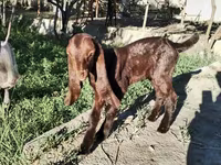 Dişi keçi, Kamori goats — foto 4