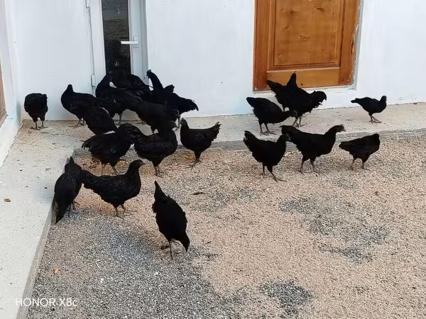 Аям чемани