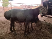Qoç, Arashan sheep — foto 8