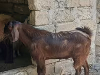 عنزة, الماعز — الصورة 1