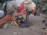 Chickens — 3-rasm
