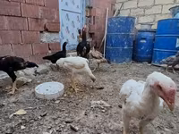 Chickens — Foto 4