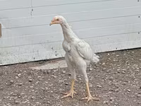 Chickens — 4-rasm