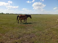 Кобила, Kinsky horse — фото 3