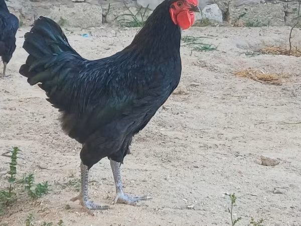 Australian Pit Game fowl