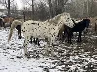 At, Mugalzhar horse — foto 2
