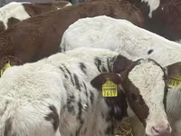 Bovinos (lote, sexo no especificado), Simmental cattle — foto 1