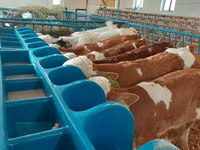 Bulle, Simmental cattle — Foto 8