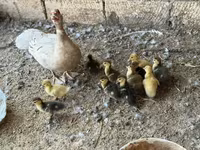 Domestic Muscovy — 1-rasm