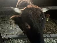 Bulle, Aberdeen-Angus — Foto 7