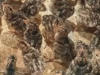 青铜色 — 照片 3