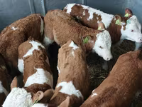 Бұқа, Simmental cattle — 1-сурет