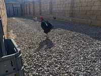 Chickens — الصورة 6