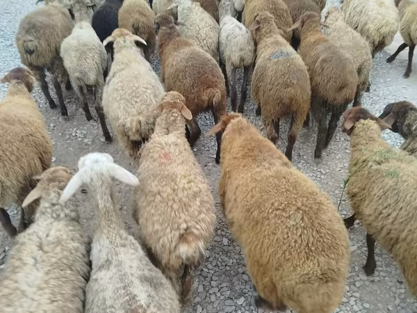Schaf, Schafe