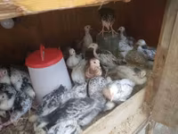 Cuce saxlamag ucun olan elde duzelmis taxdan DAM. 1 gunden — photo 4