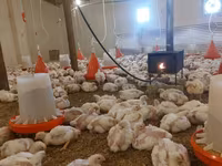 Chickens — foto 8