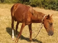 Caballo, Caballos — foto 4