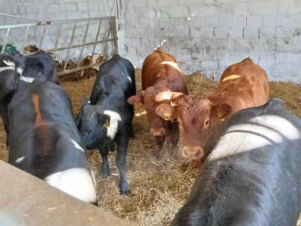 Rinder (Partie, Geschlecht nicht angegeben), Limousin-Kuh