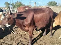 公牛, Kazakh White-headed cow — 照片 6