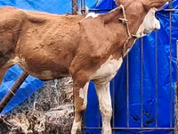 Сиыр, Simmental cattle — 4-сурет