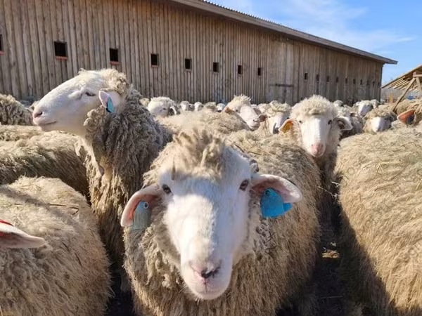 Qoyun, Edilbay sheep