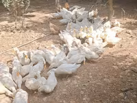Deutscher Pekin — Foto 7