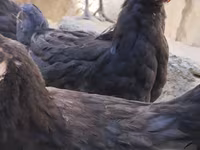 Chickens — 2-сурет