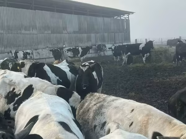 Поставка живого  крупного рогатого скота