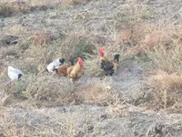 Chickens — foto 3