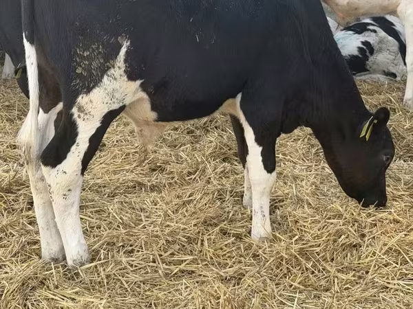 Bulle, Russian Black pied cattle
