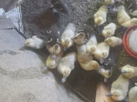 Ducks — Foto 2