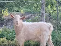 تيس, Saanen goat — الصورة 2
