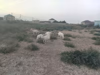 Ziege, Ziegen — Foto 3